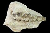 Oreodont (Merycoidodon) Maxilla Section - South Dakota #157421-1